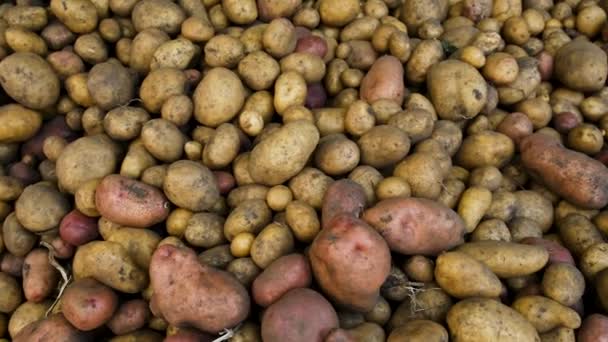 Sporo Wykopanych Ziemniaków Stosie Wybiórcze Skupienie Żywność — Wideo stockowe