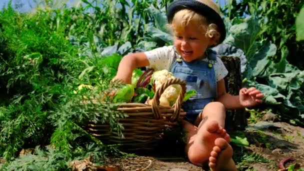 Niño Con Verduras Jardín Enfoque Selectivo Naturaleza — Vídeos de Stock