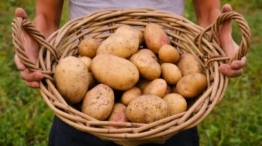 Bahçede patates hasadı. Seçici odaklanma. Yiyecek..