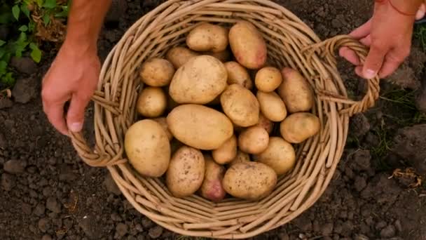 庭でジャガイモを収穫する 選択的な焦点 フード — ストック動画