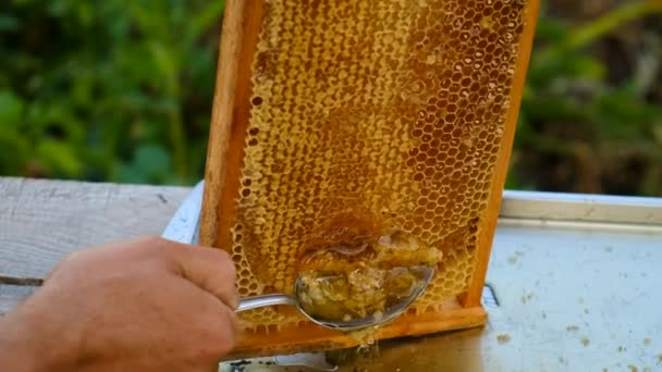 Arı Kovanında Çerçeveli Bal Seçici Odaklanma Yiyecek — Stok video