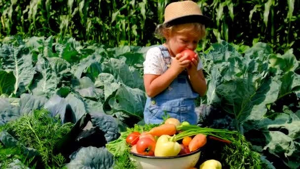 Bahçede Sebzeli Çocuk Seçici Odaklanma Doğa — Stok video