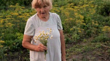 Şifalı bitkilerle büyükanne. Seçici odaklanma. Doğa,