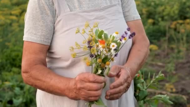 Grand Mère Avec Des Herbes Médicinales Concentration Sélective Nature — Video