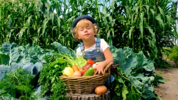 Dziecko Warzywami Ogrodzie Wybiórcze Skupienie Charakter — Wideo stockowe
