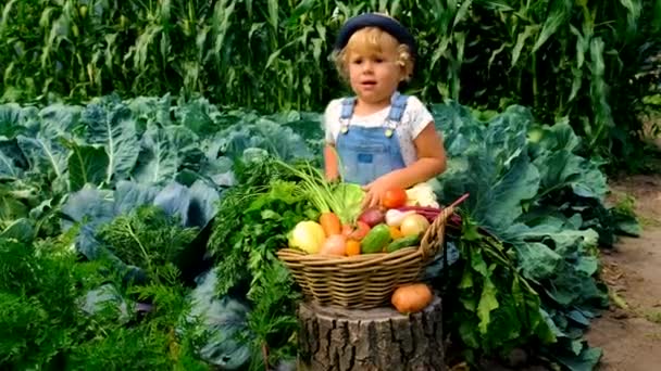 Дитина Овочами Саду Вибірковий Фокус Природа — стокове відео