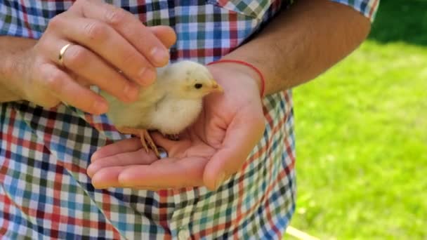 Ein Mann Hält Ein Huhn Der Hand Selektiver Fokus Bauernhof — Stockvideo