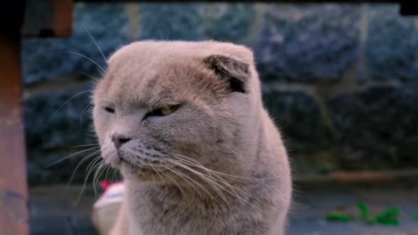 Portrét Kočky Založenýma Ušima Selektivní Soustředění Zvíře — Stock video