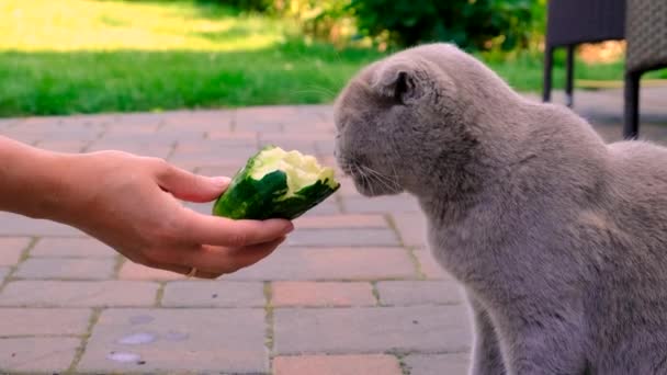 Gato Come Pepino Enfoque Selectivo Animal — Vídeos de Stock