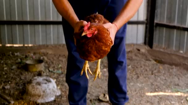 一个男农场主手里拿着一只鸡 有选择的重点 — 图库视频影像