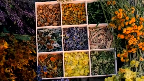 Flores Hierbas Secas Medicina Alternativa Enfoque Selectivo Naturaleza — Vídeos de Stock