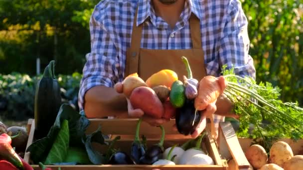 Rolnik Sprzedaje Owoce Warzywa Rynku Rolnym Wybiórcze Skupienie Żywność — Wideo stockowe