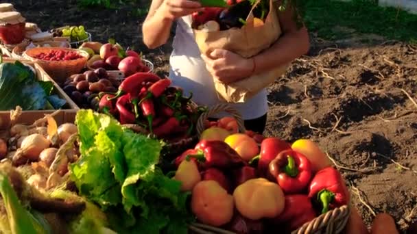 Bir Kadın Bir Çiftçi Pazarından Meyve Sebze Satın Alır Seçici — Stok video