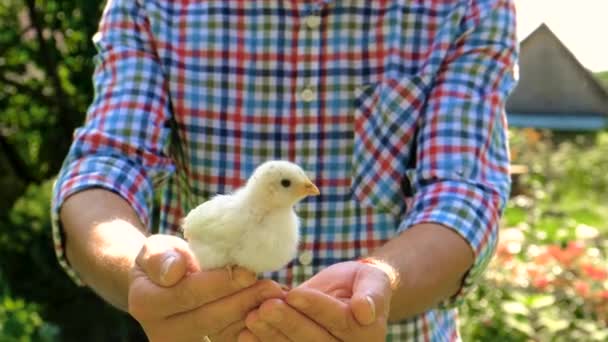 Seorang Petani Memegang Ayam Tangannya Fokus Selektif Pertanian — Stok Video