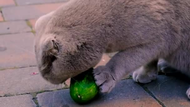 Γάτα Τρώει Ένα Αγγούρι Επιλεκτική Εστίαση Ζώο — Αρχείο Βίντεο