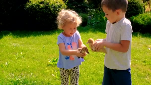 Crianças Com Patinho Nas Mãos Foco Seletivo Animal — Vídeo de Stock