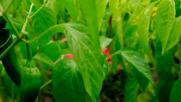 Chili Pepper Harvest Farm Selective Focus Food — Stock Video
