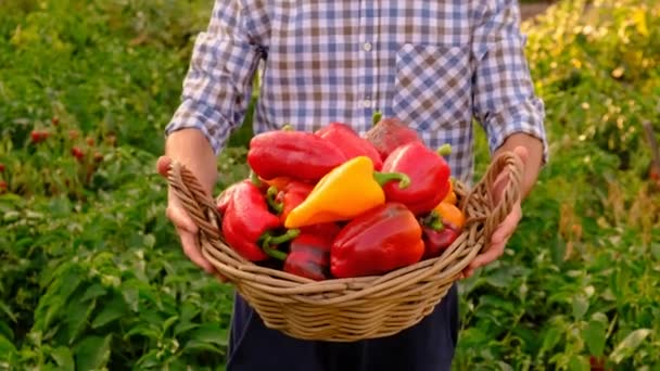 一个男人在农场里收获甜椒 有选择的重点 — 图库视频影像