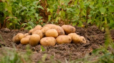 Bahçede patates hasadı. Seçici odaklanma. Yiyecek..