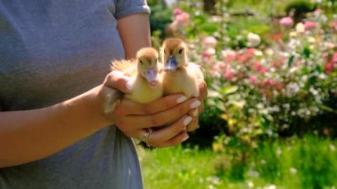 Çiftçi ördek yavrularını elinde tutuyor. Seçici odaklanma. Doğa.