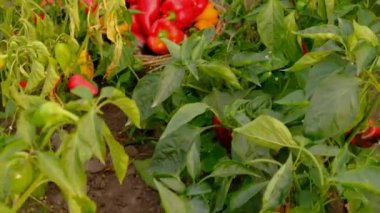 Çiftlikte dolmalık biber hasadı. Seçici odaklanma. Yiyecek..