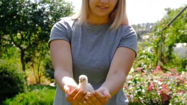 Αγρότης Κρατά Ένα Κοτόπουλο Στα Χέρια Του Επιλεκτική Εστίαση Ζώο — Αρχείο Βίντεο