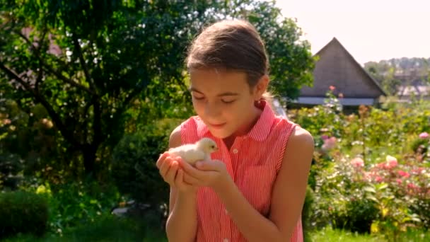 Dzieci Kurczakiem Rękach Wybiórcze Skupienie Przyroda — Wideo stockowe
