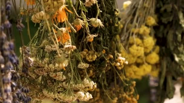 Szárított Gyógynövények Virágok Alternatív Gyógyászat Gyógytea Szelektív Fókusz Természet — Stock videók