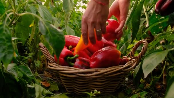 Een Boer Oogst Paprika Boerderij Selectieve Focus Voedsel — Stockvideo