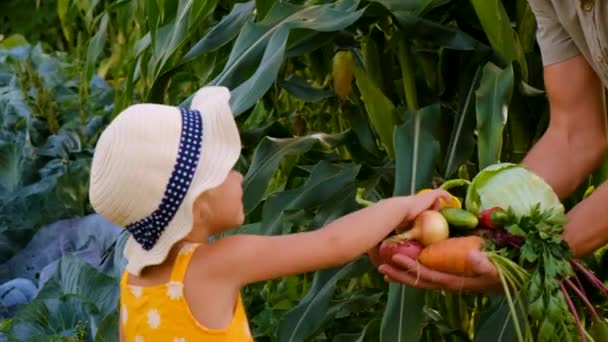 Dziecko Warzywami Ogrodzie Wybiórcze Skupienie Dzieciaku — Wideo stockowe