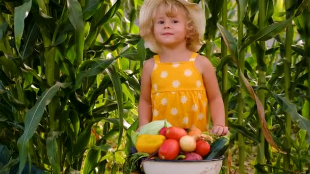 Παιδί Λαχανικά Στον Κήπο Επιλεκτική Εστίαση Παιδί — Αρχείο Βίντεο