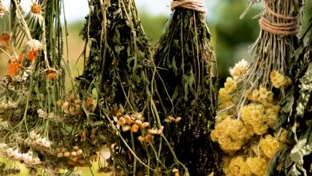 Gedroogde Kruiden Bloemen Alternatieve Geneeskunde Geneeskrachtige Thee Selectieve Focus Natuur — Stockvideo