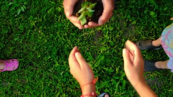 Бабушка Ребенок Держат Руках Растение Выборочный Фокус Природа — стоковое видео