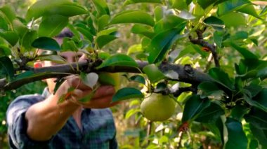 Bahçede armut toplayan bir çiftçi. Seçici odaklanma. Yiyecek..