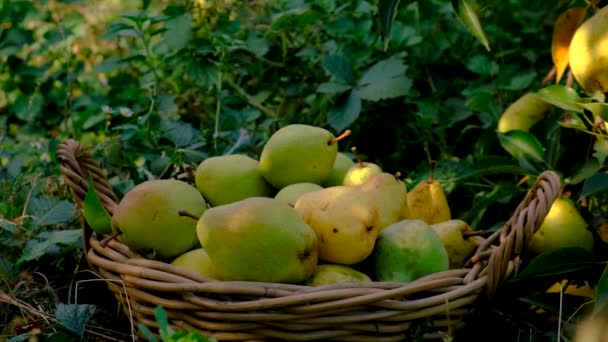Συγκομιδή Αχλαδιού Στον Κήπο Επιλεκτική Εστίαση Τρόφιμα — Αρχείο Βίντεο
