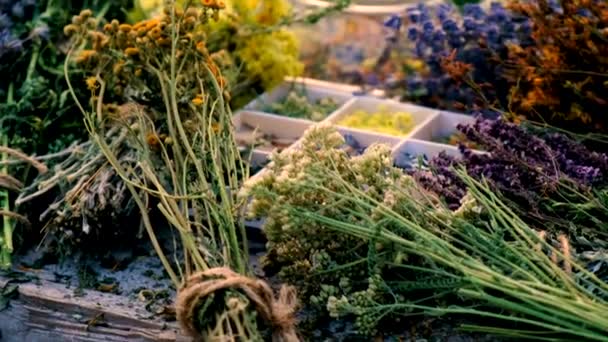 Szárított Virágok Gyógynövények Tea Alternatív Gyógyászat Szelektív Fókusz Természet — Stock videók