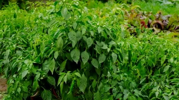 Male Farmer Holding Chili Pepper Harvest Farm Selective Focus Food — Stock Video