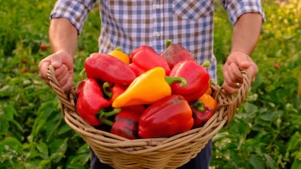 Ένας Αγρότης Μαζεύει Πιπεριές Στη Φάρμα Επιλεκτική Εστίαση Τρόφιμα — Αρχείο Βίντεο