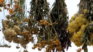 Kurutulmuş otlar, çiçekler alternatif tıp ve tıbbi çay. Seçici odaklanma. Doğa.