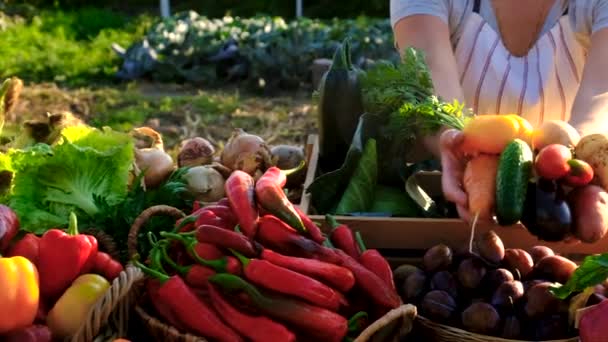 Kvinnlig Bonde Säljer Frukt Och Grönsaker Lantbruksmarknad Selektivt Fokus Livsmedel — Stockvideo