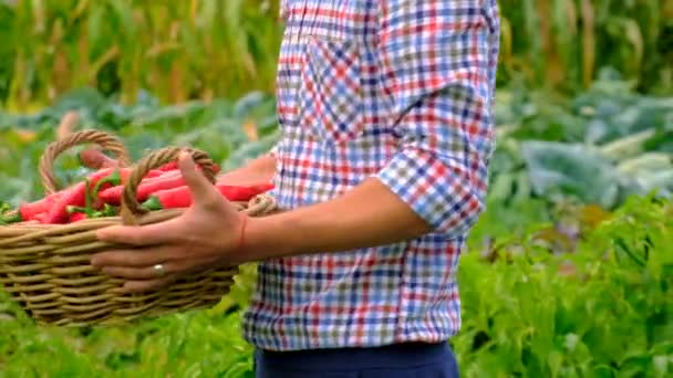 Αρσενικός Αγρότης Που Έχει Συγκομιδή Πιπεριού Τσίλι Στη Φάρμα Επιλεκτική — Αρχείο Βίντεο