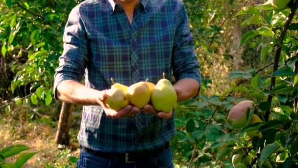 Farmer Harvesting Pears Garden Selective Focus Food — Stock Video
