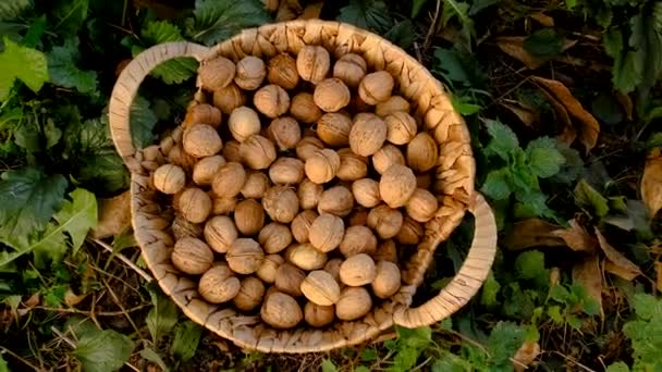 Sklizeň Ořechů Zahradě Selektivní Soustředění Jídlo — Stock video
