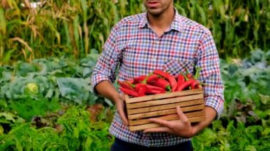 Çiftlikte biber hasadı yapan erkek çiftçi. Seçici odaklanma. Yiyecek..