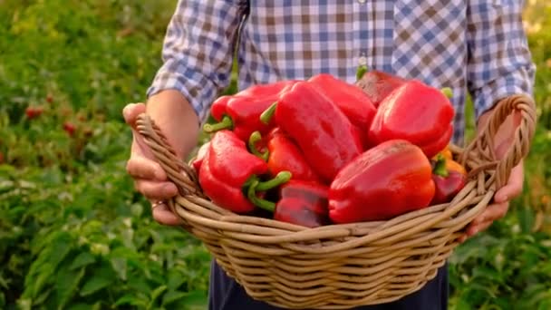 Man Farmer Harvests Bell Peppers Farm Selective Focus Food — Stock Video