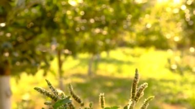 Şişe içindeki nane yağı. Seçici odaklanma. Doğa.