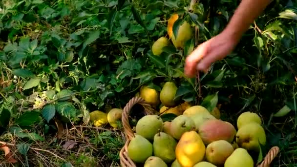 Fermier Récoltant Des Poires Dans Jardin Concentration Sélective Produits Alimentaires — Video