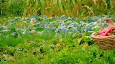 Çiftlikte biber hasadı yapan erkek çiftçi. Seçici odaklanma. Yiyecek..