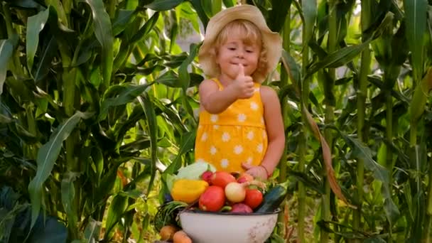 Criança Com Legumes Jardim Foco Seletivo Miúdo — Vídeo de Stock