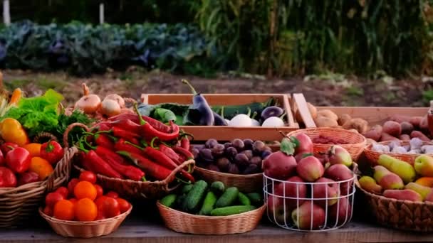 Frukt Grønnsaker Bøndene Markedet Selektivt Fokus Matvarer – stockvideo